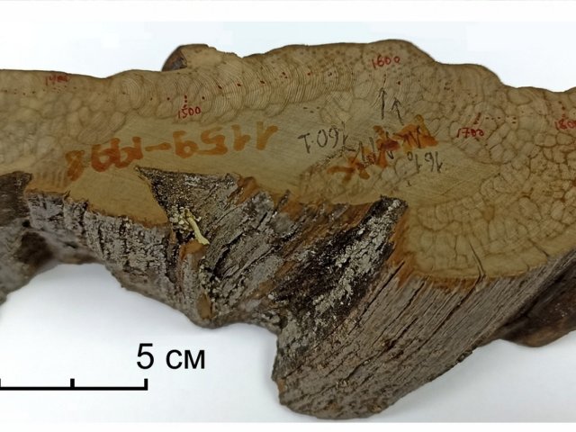 Фотография образца можжевельника, который использовали для перекрестной датировки. Фото Рашит Хантемиров