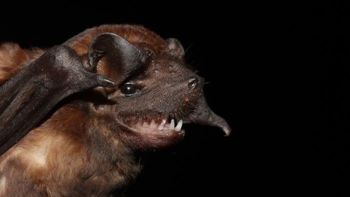 Летучая мышь из рода Molossus из Коста-Рики. Фото: Andres Moreira-Soto / German Center for Infection Research