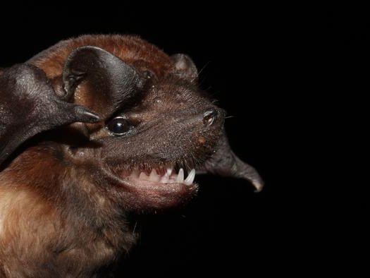 Летучая мышь из рода Molossus из Коста-Рики. Фото: Andres Moreira-Soto / German Center for Infection Research