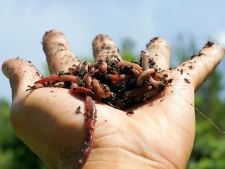 Фото: oxbeast1210/Фотобанк RU.123.RF