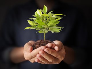 Растение. Фото: denphumi / фотобанк 123RF