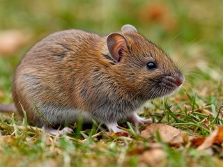 Фото: создано с помощью сервиса «Шедеврум»