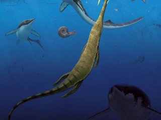 Стая мелких ихтиостегических «рыбоящеров» Grippia longirostris охотится на аммоноидей, похожих на кальмаров (вверху слева). Морская амфибия Aphaneramma ловит костную рыбу Bobastrania на переднем плане. Фото: Robert Back / Swedish Museum of Natural History