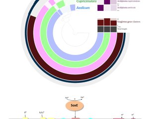 Источник иллюстрации  ФИЦ Биотехнологии РАН