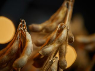 От сои до пшеницы: достижения отечественной селекции. Лекция профессора РАН Екатерины Журавлевой. Фото: Елена Либрик / «Научная Россия» / архив