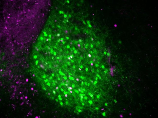 Нейроны, выделяющие кортикотропин-рилизинг-фактор (зеленый), активируются, когда мыши попадают в незнакомую среду, и выделяют нейротензин для поддержания бдительности. Эта нейронная цепь может объяснить «эффект первой ночи» у людей.Фото: Hung et al., 2026