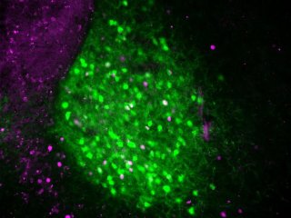 Нейроны, выделяющие кортикотропин-рилизинг-фактор (зеленый), активируются, когда мыши попадают в незнакомую среду, и выделяют нейротензин для поддержания бдительности. Эта нейронная цепь может объяснить «эффект первой ночи» у людей.Фото: Hung et al., 2026