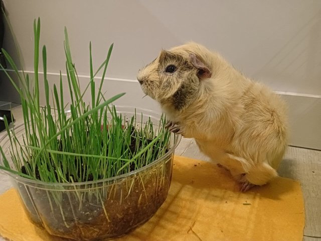 Морская свинка Хрюн. Фото: Юрий Костюкевич