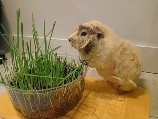 Морская свинка Хрюн. Фото: Юрий Костюкевич