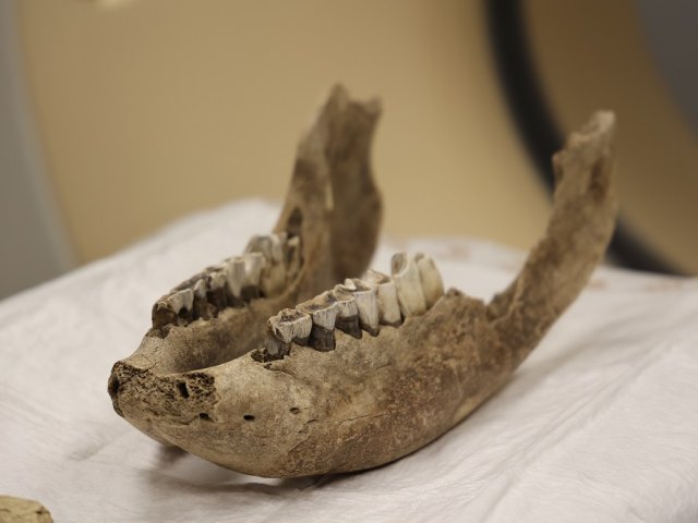 Фото: Варвара Фролкина, пресс-служба НГУ