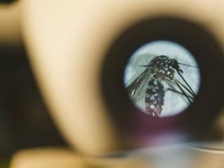Комара рассматривают под микроскопом в лаборатории профессора Университета Фишера Мэтью ДеДженнаро. Фото: Christopher Necuze/Florida International University