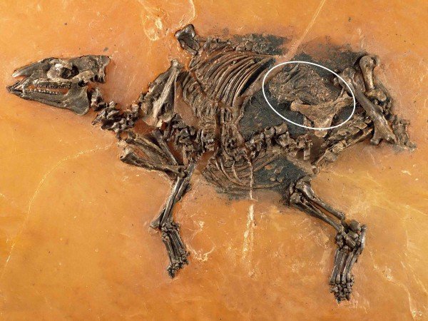 Найдены останки первобытной лошади и ее неродившегося детеныша