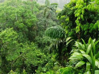 Из-за изменения климата деревья Амазонии умирают молодыми
