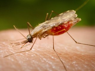 Новое лекарство против малярии — один укол и никаких заражений