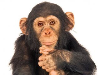 Шимпанзе — как люди — умеют быстро распознавать лица