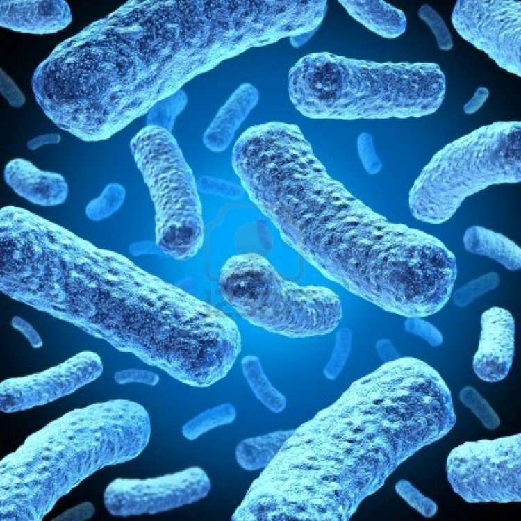 «Секс» помогает бактериям вырабатывать устойчивость к антибиотикам