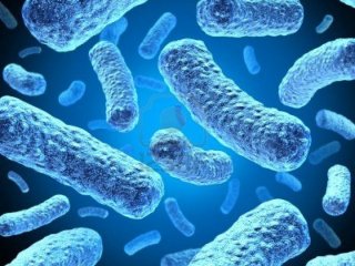 «Секс» помогает бактериям вырабатывать устойчивость к антибиотикам