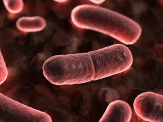 В Европе найдены бактерии, устойчивые к антибиотикам «последней надежды»