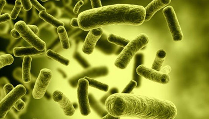 Число бактерий, живущих в теле человека, сопоставимо с числом клеток организма