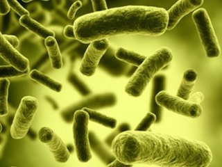 Число бактерий, живущих в теле человека, сопоставимо с числом клеток организма