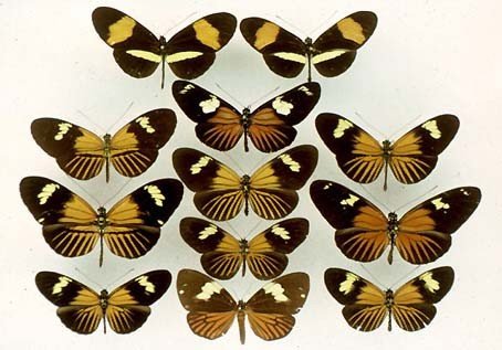 Что влияет на дизайн крыльев бабочек