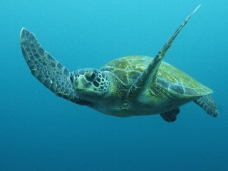 Морские черепахи — не правши и не левши