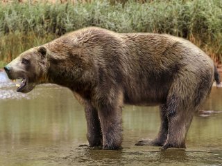 Ископаемый «морской медведь» кусался как саблезубый тигр