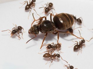 Как у муравьев появляется матка