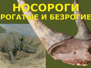 Палеонтологический музей представляет лекцию-экскурсию «Носороги рогатые и безрогие»