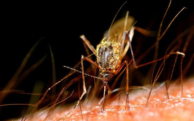 Малярия стремительно приспосабливается