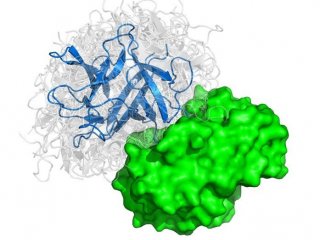 Ученые нашли способ быстро предсказывать структуру белковых комплексов