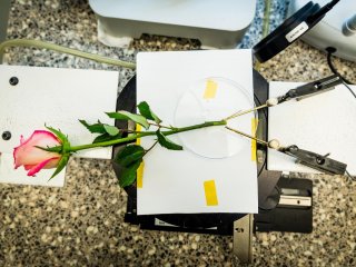 Как сделать из розы транзистор и конденсатор