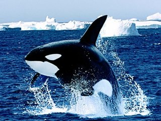 На Чукотке началось изучение популяции и миграций китообразных