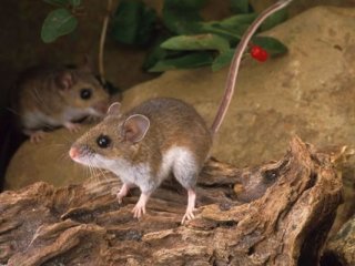 Какие гены отвечают у мышей за постройку гнезд