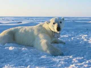 Таяние льдов ставит под угрозу выживание белых медведей