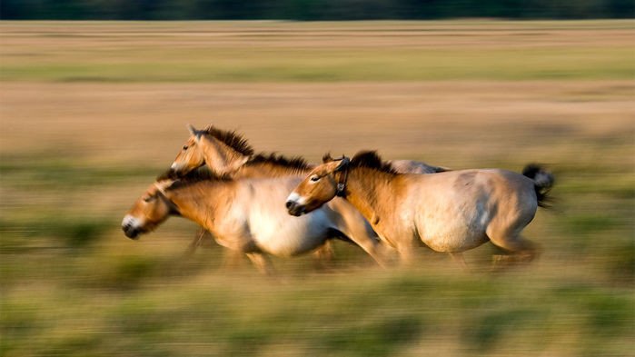 Древняя ДНК перевернула представление о генеалогии лошади