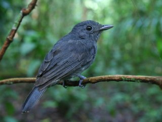 Амазонские птицы-«часовые» помогают другим видам жить в опасных районах
