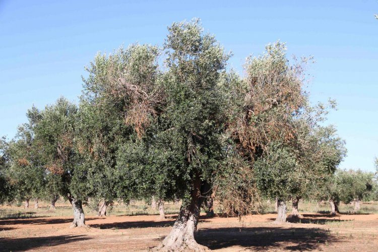 Дистанционный метод ранней диагностики «заболевших» оливковых деревьев