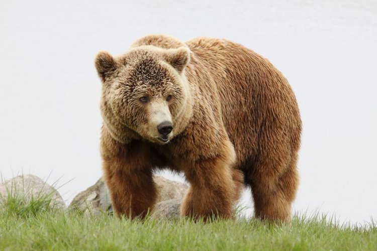 Появились первые предположения о том, когда в Великобритании вымер бурый медведь