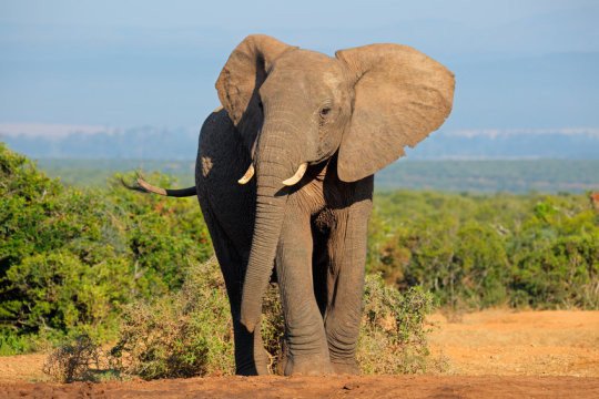 «Возродившийся» ген защищает слонов от рака