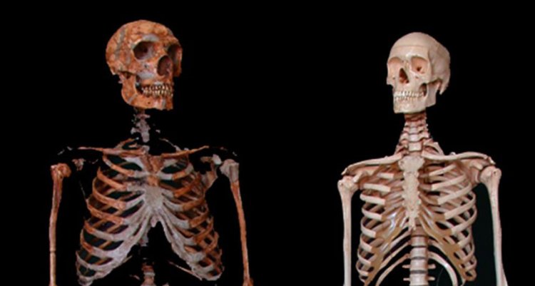 Развенчан миф о рекордном количестве травм черепа у неандертальцев