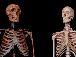 Развенчан миф о рекордном количестве травм черепа у неандертальцев
