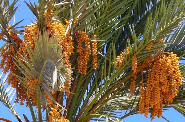 Исследователи СФУ совместно с коллегами из-за рубежа нашли способ определить пол финиковых пальм