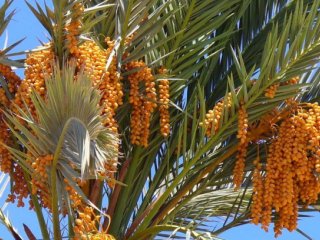 Исследователи СФУ совместно с коллегами из-за рубежа нашли способ определить пол финиковых пальм