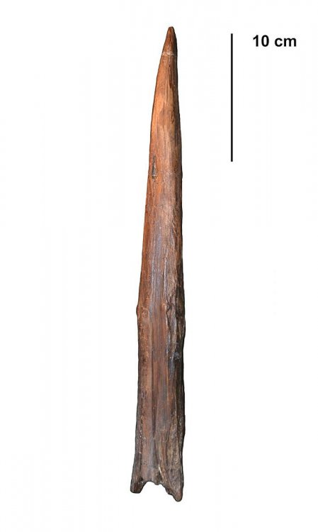 Неандертальцы создавали оружие для охоты на расстоянии