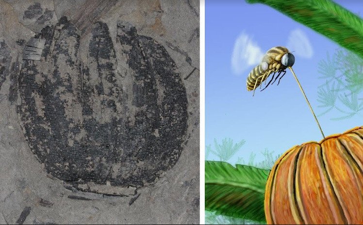 Слева — шишка беннеттитового Williamsoniella karataviensis из верхней юры Казахстана (фото © Наталья Носова),Справа — художественная реконструкция, на которой представлена муха-шаровка Archocyrtus kovalevi (рисунок © Дмитрий Богданов)