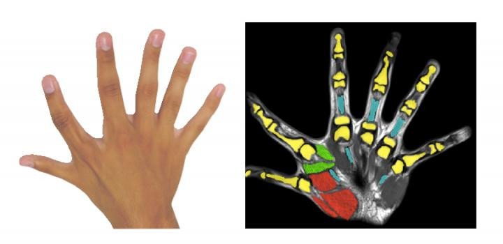 Исследование: шесть пальцев лучше пяти