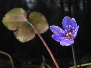 Печёночница благородная (Hepaticanobilis), цветущая 26.12.2019 г. в Конаковском районе Тверской области. Автор фото: Иван Матершев.