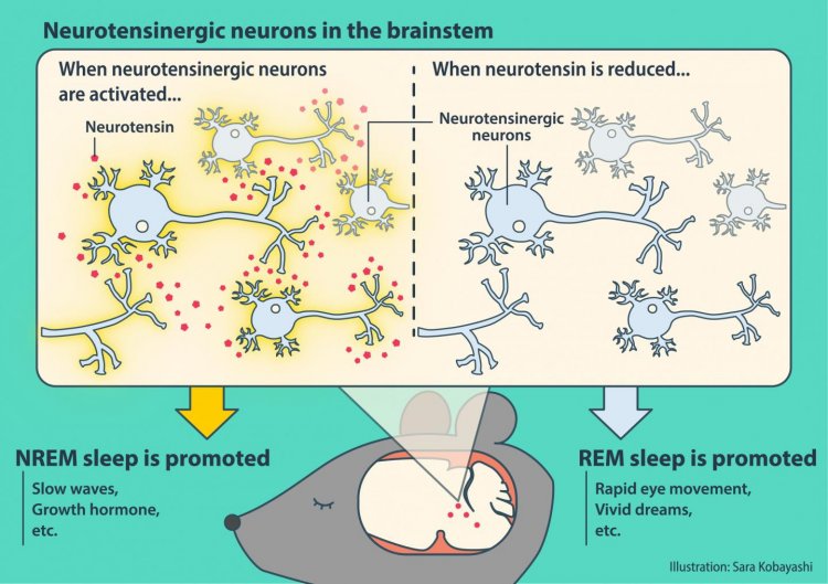Определены нейроны ствола мозга, которые регулируют медленный сон