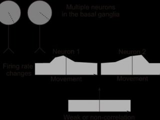 Как нейроны базальных ганглиев передают информацию для управления произвольными движениями?